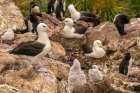 Falkland Islands, West Point Island. Black-browed albatross and rockhopper penguins in rookery. Art Print